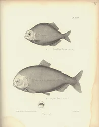 Characidae, planche XLVII, stålstik af Coutant efter et stik af Nicola Huet (1770-1827), illustration fra «Recueil d