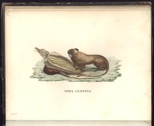 Simia leonina, Pl.V, illustration fra, observationer fra zoologi og sammenlignende anatomi samlet på en rejse til de tropiske lande på det nye kontinent, i årene 1799, 1800, 18