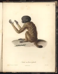 Simia melanocephala, Pl. XXIX, stål indgraveret af Louis Bouquet (1765-1814) efter en gravering af Nicola Huet (1770-1827), illustration fra Recueil dobservation de zoologie et danatomie comparee, fait