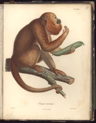 Simia ursina, Pl.XXX, illustration fra kompendium af observationer af zoologi og sammenlignende anatomi, lavet i Atlanterhavet, i det indre af det nye kontinent og i Sydhavet gennem årene
