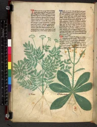 Egerton 747 f.101v Treatise on Herbs, c.1280-1310 (blæk & farve på vellum)