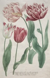 Tulipaner.