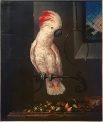 Hvid papegøje