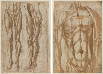 To studier af en flået mand (recto) Studie af en flået torso (verso)