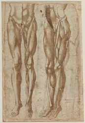 To studier af en flået mand recto Studie af en flået torso verso, 1554.