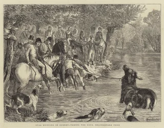 Jagt på hjorte i Surrey, at tage hjortene, Shackleford Pond