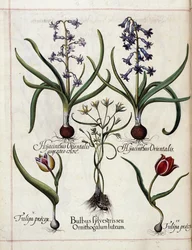 Hyacint og tulipan, fra 
