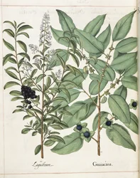 Ligustrum og Guiacana, fra 