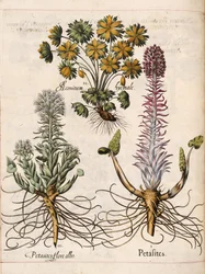 Petasites, fra 