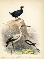 Asiatisk åbennæb, fasanhalejacana og takahe. 1855 (litografi)