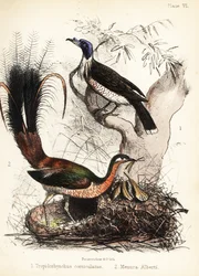 Friarbird og lirebird. 1855 (litografi)