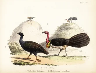 Gweela og orange-footed skrubbefugle. 1855 (litografi)