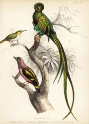 Jamaicansk tody, strålende quetzal og båndet brednæb. 1855 (litografi)