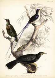Paradis isfugl, Victorias riffelfugl og uddøde huia. 1855 (litografi)
