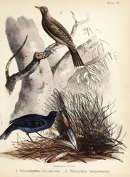 Satin og fawn-breasted bowerbirds. 1855 (litografi)