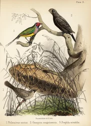 Selskabelig væver, stor jordfinke og Gouldian finke. 1855 (litografi)