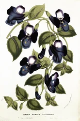 Torenia Asiatica pulcherrima, fra 