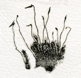 Budding Moss, 2014, (trægravering på gampi)