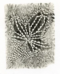 Ivy, 2014, (trægravering på papir)