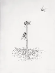 Wasp Tree, 2021 (koldnål og blyant på papir)