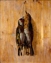 Studie af efter naturen To døde fuglenåle på væggen. Maleri af Benedetto Musso (1835-1883) 1864 omkring søn. 20,5x16,5 cm gener, Galleria d
