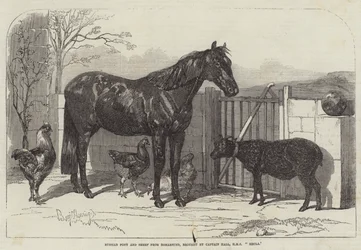 Russisk Pony og Får fra Bomarsund, medbragt af Kaptajn Hall, HMS Hecla