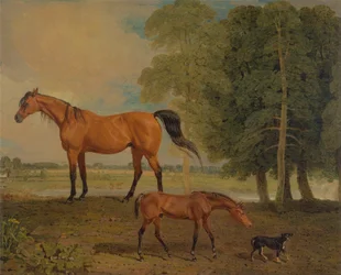 Hoppe med føl og en terrier