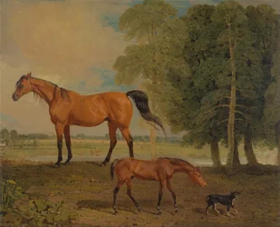 Broodmare med føl og en terrier