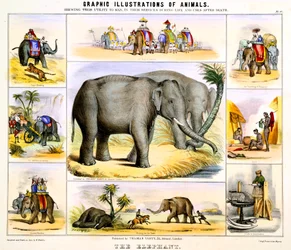 Elefanten, c1850