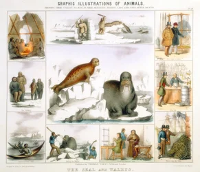 Sælen og hvalrossen, c1850