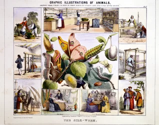 Silkeormen, c1850