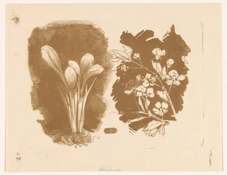 Krokus og en gren med blomst