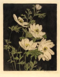 Anemoner