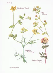 Birds Foot Trefoil, Ladys Fingers, Hop Clover, Meadow Vetchling, 1951