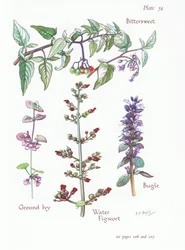 Bittersød, Ground Ivy, Bugle, Water Figwort, 1951