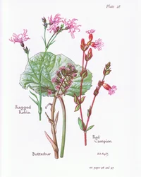 Rødtjørn, Ragged Robin, Rød Campion, 1951