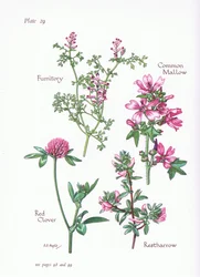 Almindelig Mallow, Restharrow, Fumitory, Rødkløver, 1951