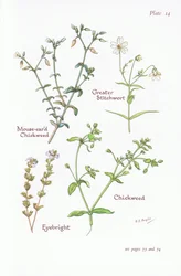 Mouse-eared Chickweed, Greater Stitchwort, Chickweed, Eyebright, 1951