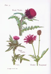 Moskustidsel, Spydtidsel, Greater Knapweed, 1951