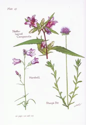 Nældebladet Campanula, Harebell, Sheeps Bit, 1951