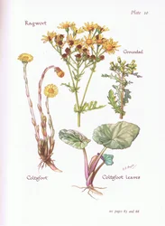 Ragwort, Groundsel, Følfod, 1951