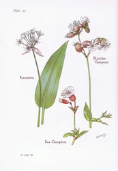 Ramsløg, Blære Campion, Sea Campion, 1951