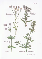 Nysurt, milfoil eller røllike, skovkrans, gåsegræs eller kløver, 1951