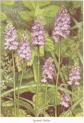 Spotted Orchis, 1951