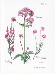 Baldrian, Heather or Ling, Cross Leaved Heath, 1951