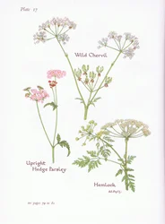 Wild Chevril, Hemlock, Upright Hedge Persille, 1951