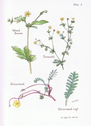 Wood Avens, Tormentil, Silverweed, 1951
