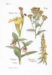 Gul iris, Tansy, Comfrey, Almindelig tudsehør, 1951