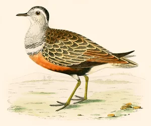 Dotterel