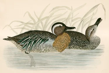 Garganey Teal